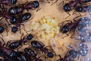 Camponotus ligniperda.jpg