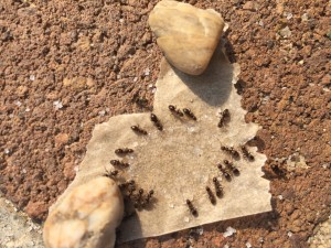 Lasius Niger