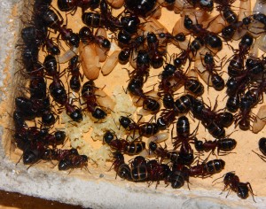Camponotus ligniperda_1.jpg