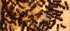 Camponotus ligniperda_2.jpg