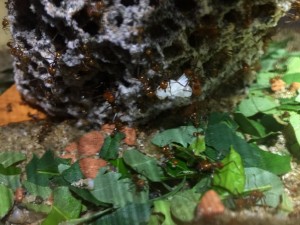 Atta cephalotes bicolor 20180626 IMG_3530.JPG