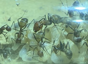 D49DB57B-E8E6-40F8-905D-6A83CB3B0829.jpeg (216.38 KiB) 115318 mal betrachtet Bild 12