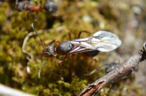 Formica rufa Gyne