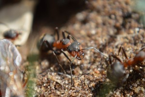 Formica rufa Arbeiterin