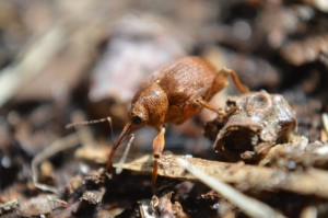 Curculio pellitus