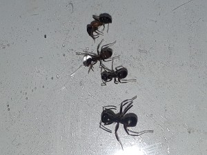 20200602_165108.jpg (2.6 MiB) 1187 mal betrachtet 20200602_165108.jpg