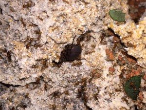 Atta cephalotes bicolor 20190121 IMG_8365.JPG