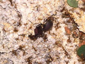 Atta cephalotes bicolor 20190121 IMG_8368.JPG