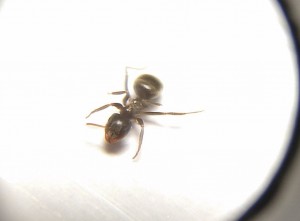 mystery-ant2.jpg