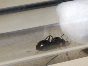 lasius.jpg