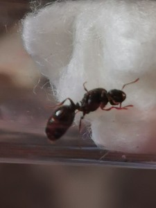 IMG_20200621_105706.jpg (1.22 MiB) 1559 mal betrachtet IMG_20200621_105706.jpg