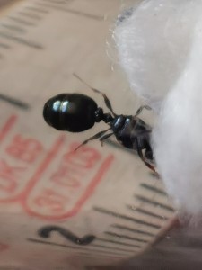 IMG_20200621_105639.jpg (1.24 MiB) 1559 mal betrachtet IMG_20200621_105639.jpg