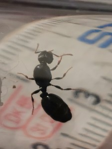 IMG_20200621_105630.jpg (1.31 MiB) 1559 mal betrachtet IMG_20200621_105630.jpg