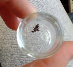 DSCF6814.JPG (1.67 MiB) 1841 mal betrachtet DSCF6814.JPG