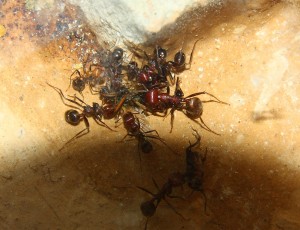 Messor cephalotes 30.06.2020_1.jpg