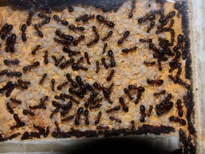 Camponotus ligniperda _4.jpg