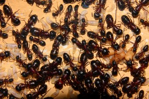 Camponotus ligniperda _5.jpg