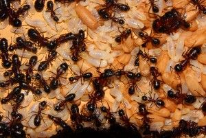 Camponotus ligniperda _6.jpg