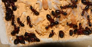 Camponotus ligniperda _7.jpg