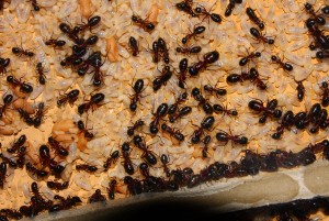 Camponotus ligniperda _8.jpg