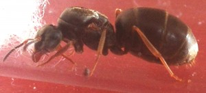 IMG_20200712_183336.jpg (871.48 KiB) 1712 mal betrachtet IMG_20200712_183336.jpg