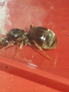 IMG_20200712_182906.jpg (1.59 MiB) 1746 mal betrachtet IMG_20200712_182906.jpg