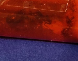 nU.jpg (46.23 KiB) 3521 mal betrachtet Hier das aktuellste Bild das ich von ihr besitze. Das Wachstum ist echt enorm