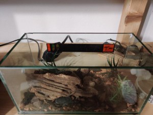 startArena.jpg (63.61 KiB) 3416 mal betrachtet Sobald die erste Arbeiterin da ist werde ich das RG an das Becken anschließen.