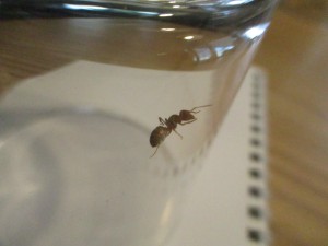 IMG_1055.JPG