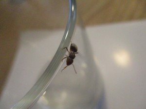 IMG_1059.JPG