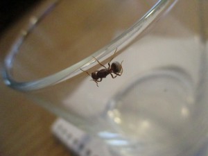 IMG_1060.JPG