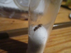 IMG_1067.JPG