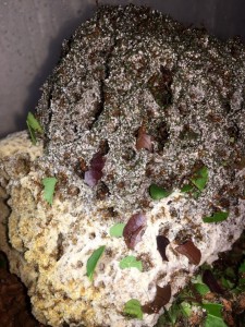 Atta cephalotes bicolor 20190511 - Blutbuche Pilz.jpg