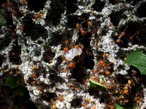 Atta cephalotes bicolor 20190530 IMG_1372.JPG