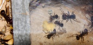 Messor cephalotes mit Eigelb.jpg