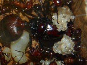 Messor cephalotes Eier_2.jpg