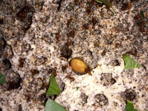 Atta cephalotes bicolor 20190629 IMG_2970 - Kirschen.JPG