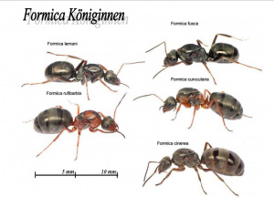 Serviformica Gynen.png