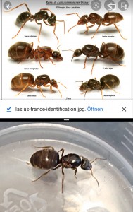 Anhand diese Bildes bin ich auf Lasius niger gekommen