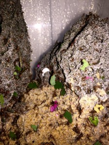 Atta cephalotes bicolor 20190704 IMG_3295.JPG