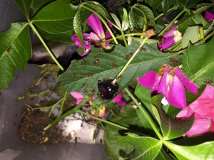 Atta cephalotes bicolor 20190704 IMG_3316 - Kirschen.JPG