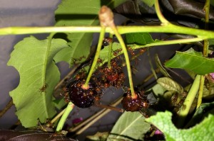 Atta cephalotes bicolor 20190706 IMG_3456.JPG