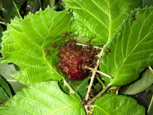 Atta cephalotes bicolor 20190709 IMG_3603.JPG