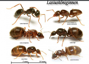 Lasius Gynen.png