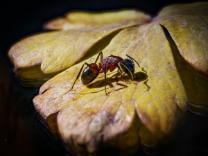 Camponotus ligniperda Major-Arbeiterin