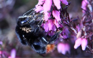 Steinhummel Königin.jpg