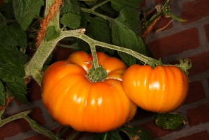 Tomaten _1.jpg