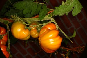 Tomaten _2.jpg