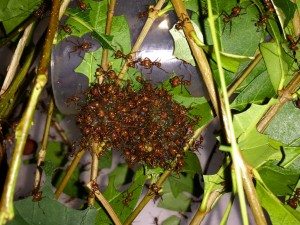 Atta cephalotes bicolor 20190810 IMG_4837.JPG