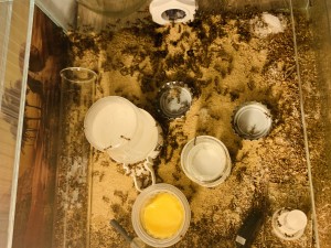 97E4628D-4EB5-4CEF-B207-9A054EBC01F8.jpeg (2.92 MiB) 13930 mal betrachtet Bild 84